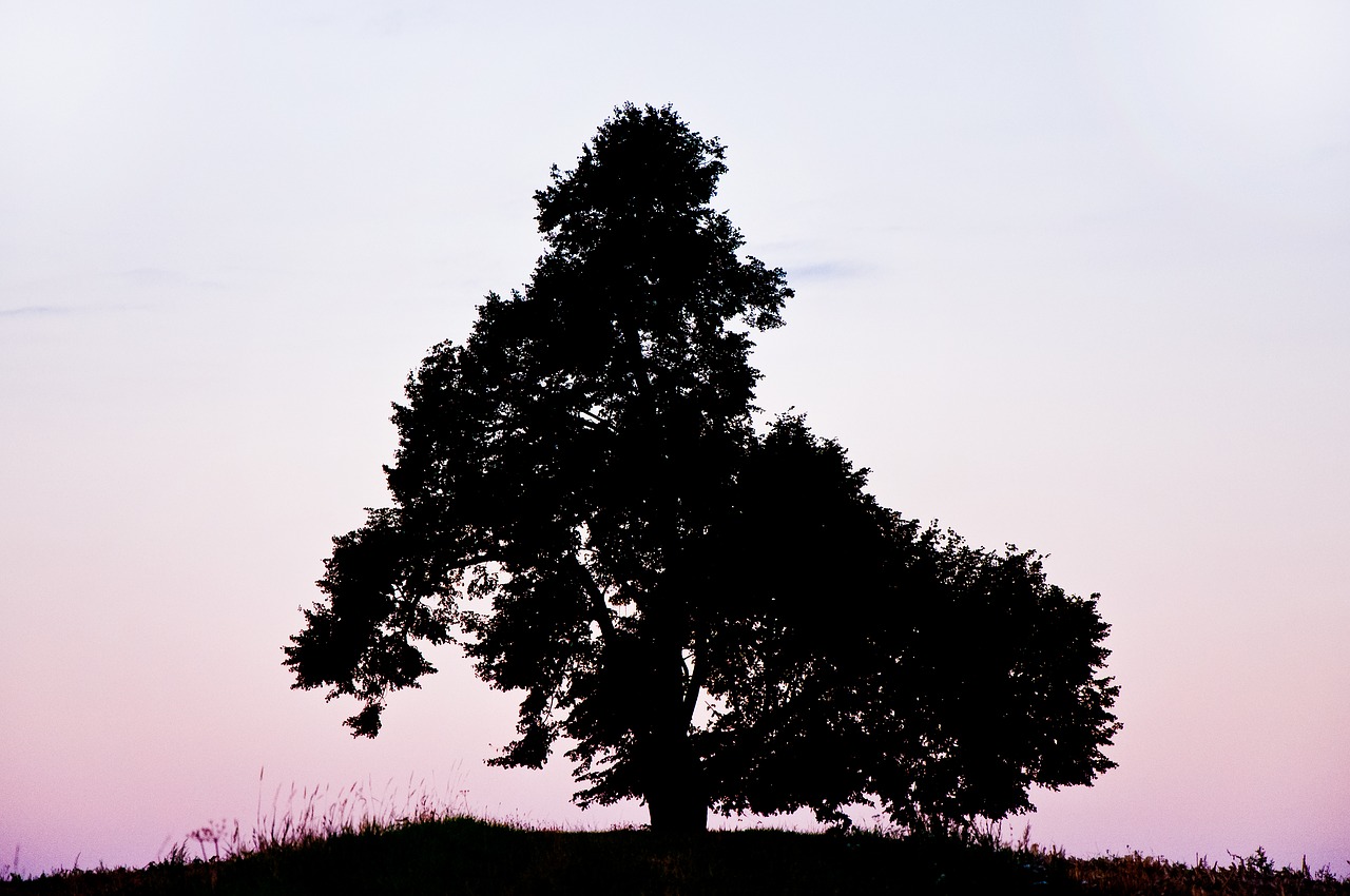 tree  morning  silhouette free photo