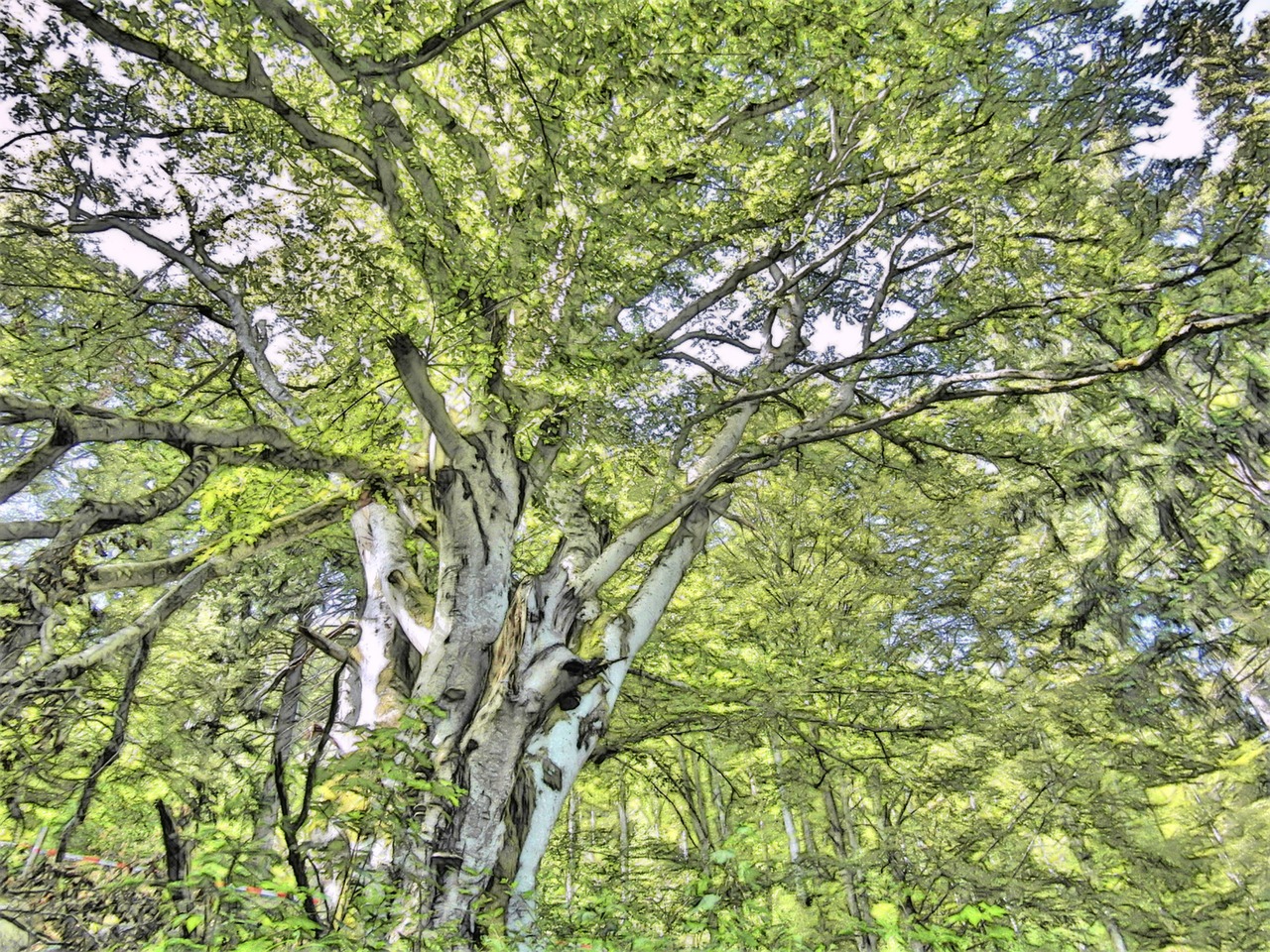 tree dream magic tree sketch free photo