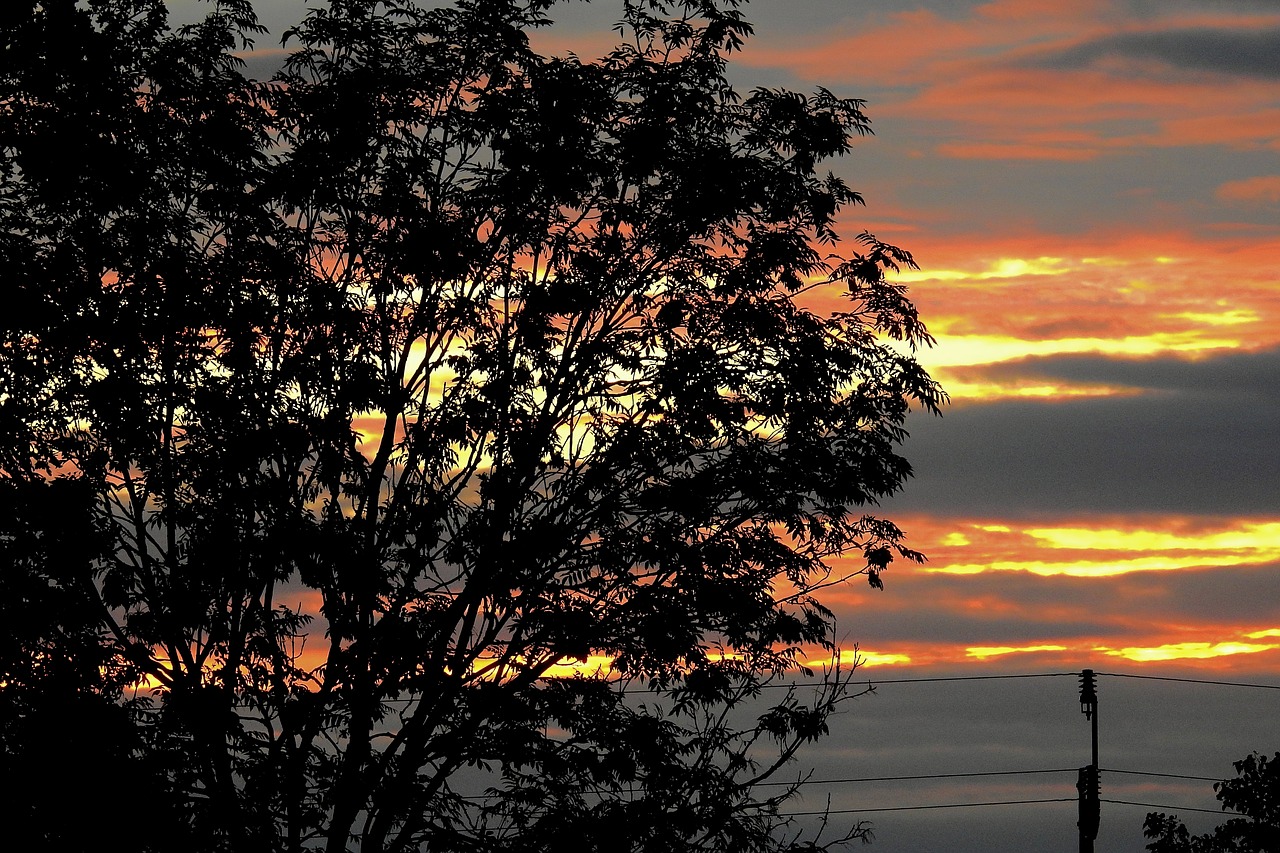 tree  sunset  twilight free photo