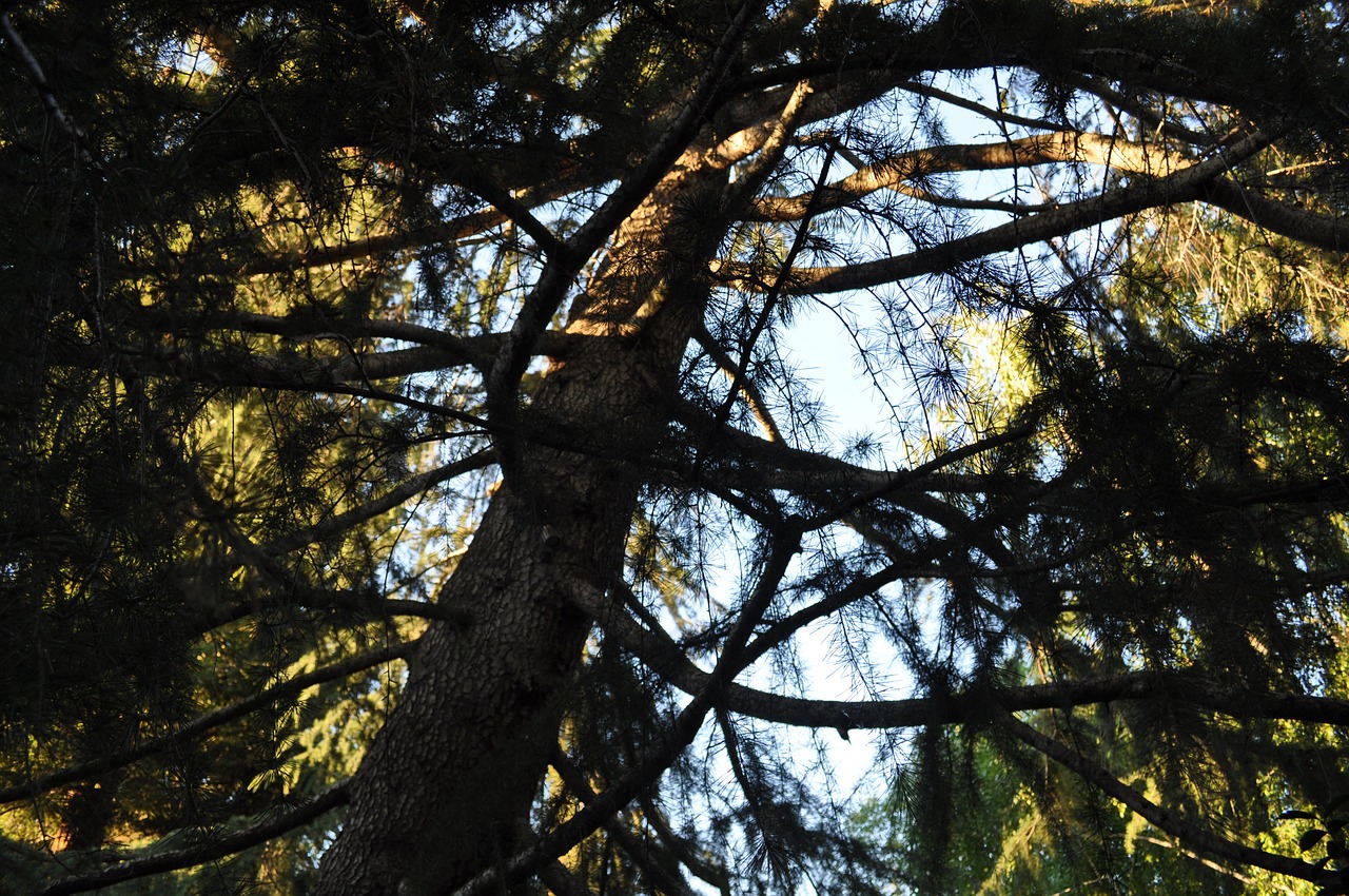 tree  sky  nature free photo