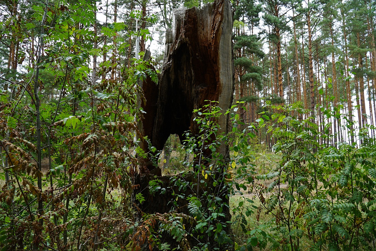 tree  trunk  nature free photo