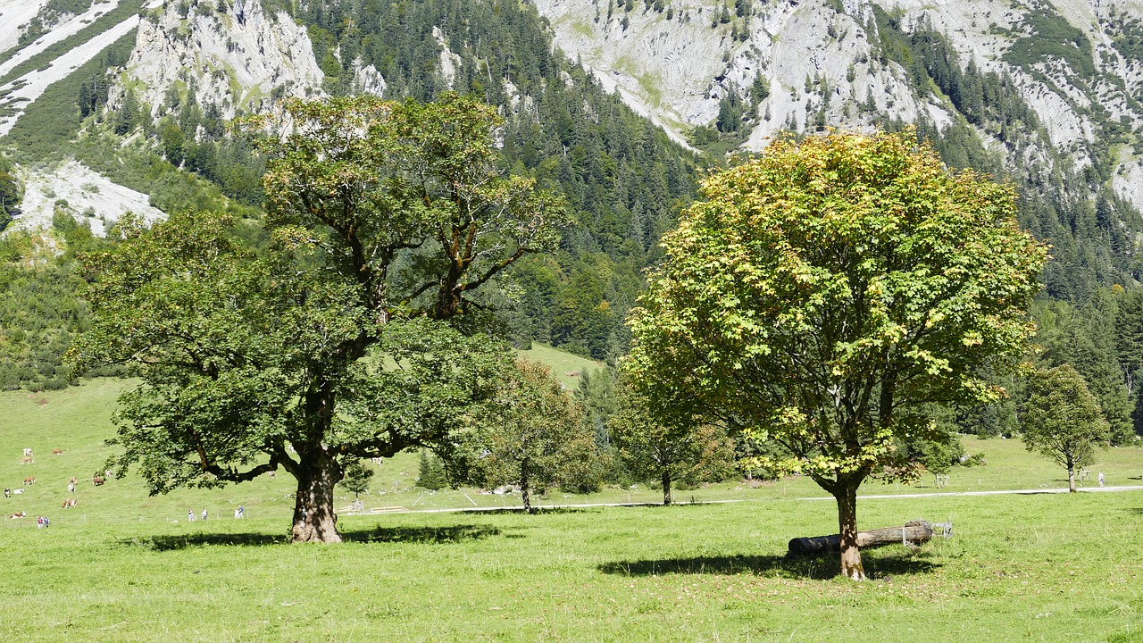 tree  ahornboden  karwendel free photo