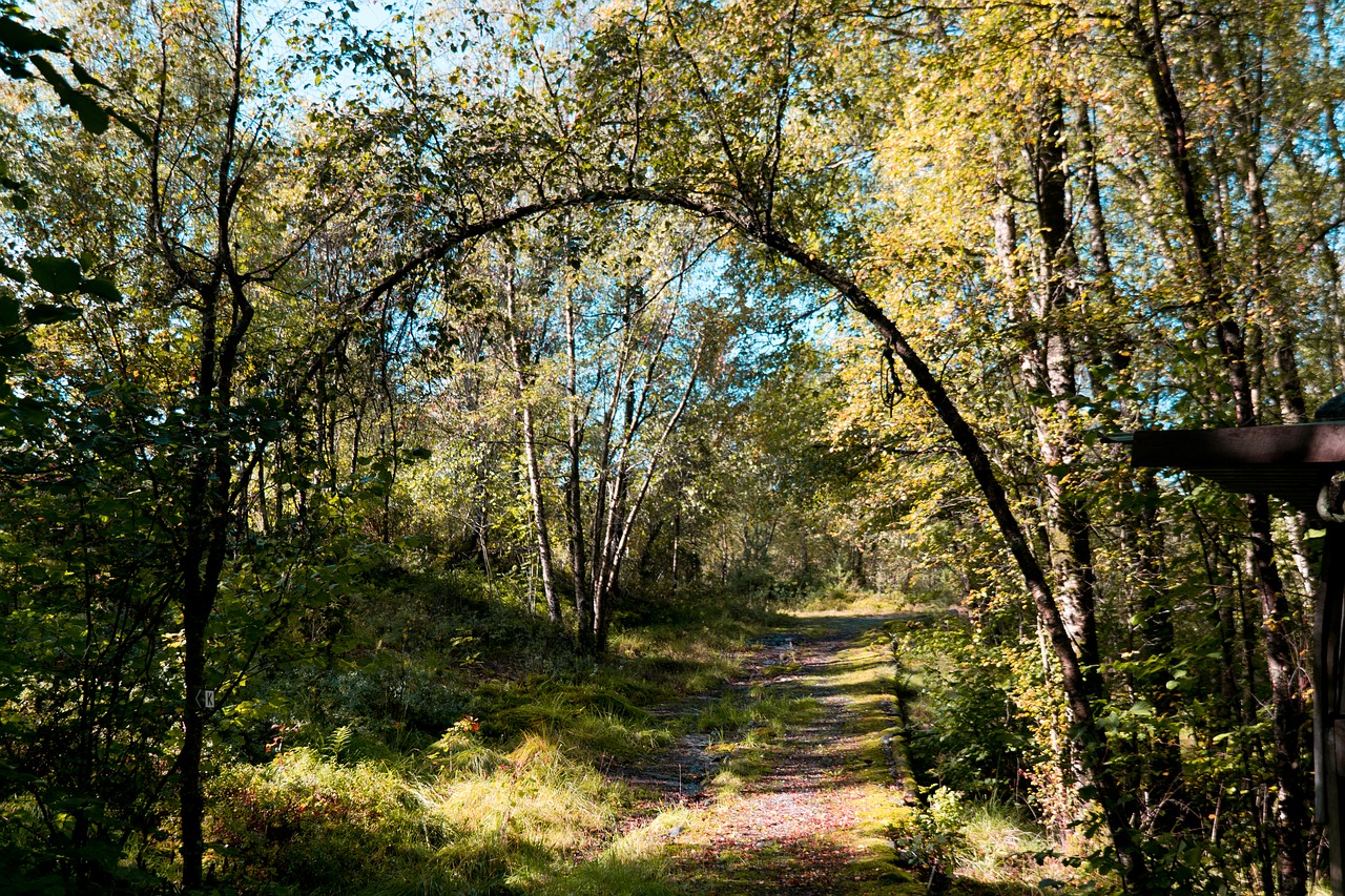 tree  curved  curve free photo