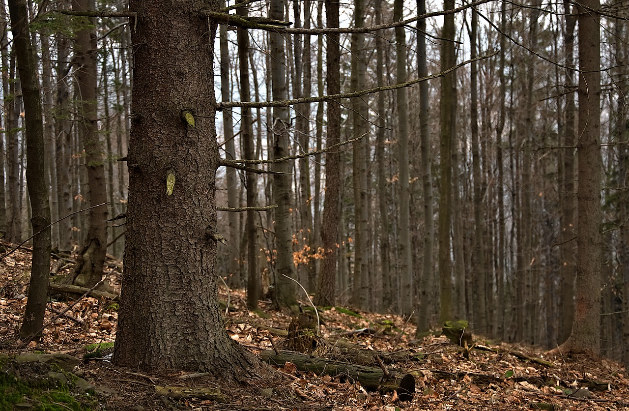 tree  trunk  forest free photo