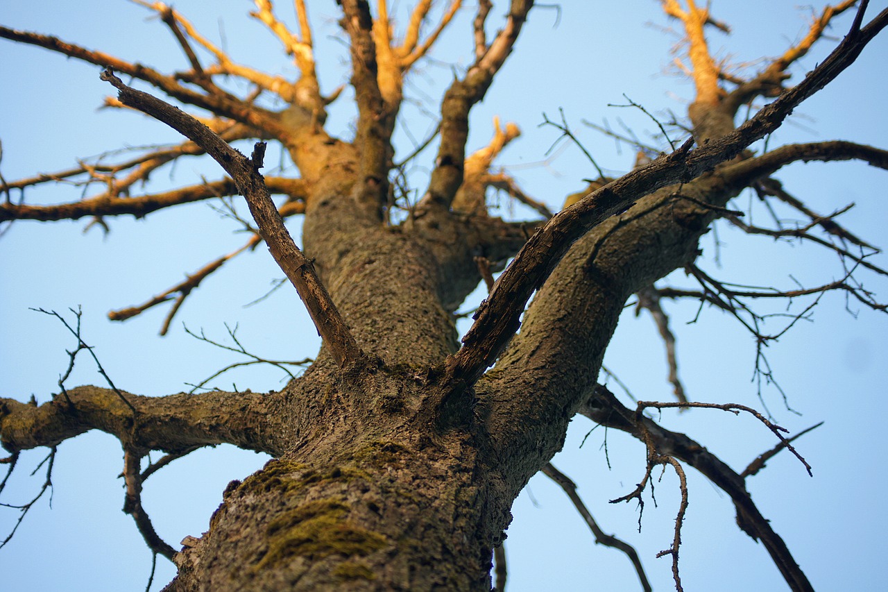 tree  nature  trees free photo