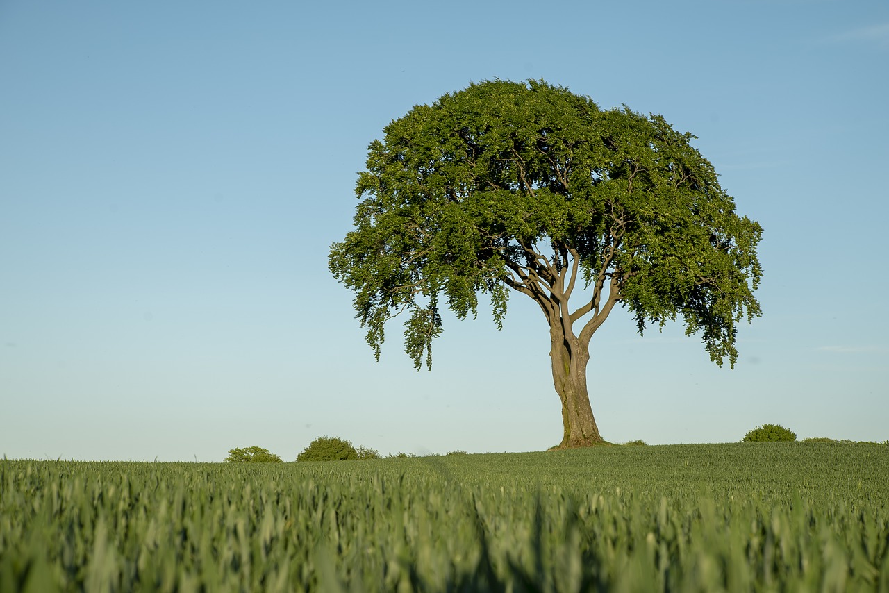 tree  field  landscape free photo