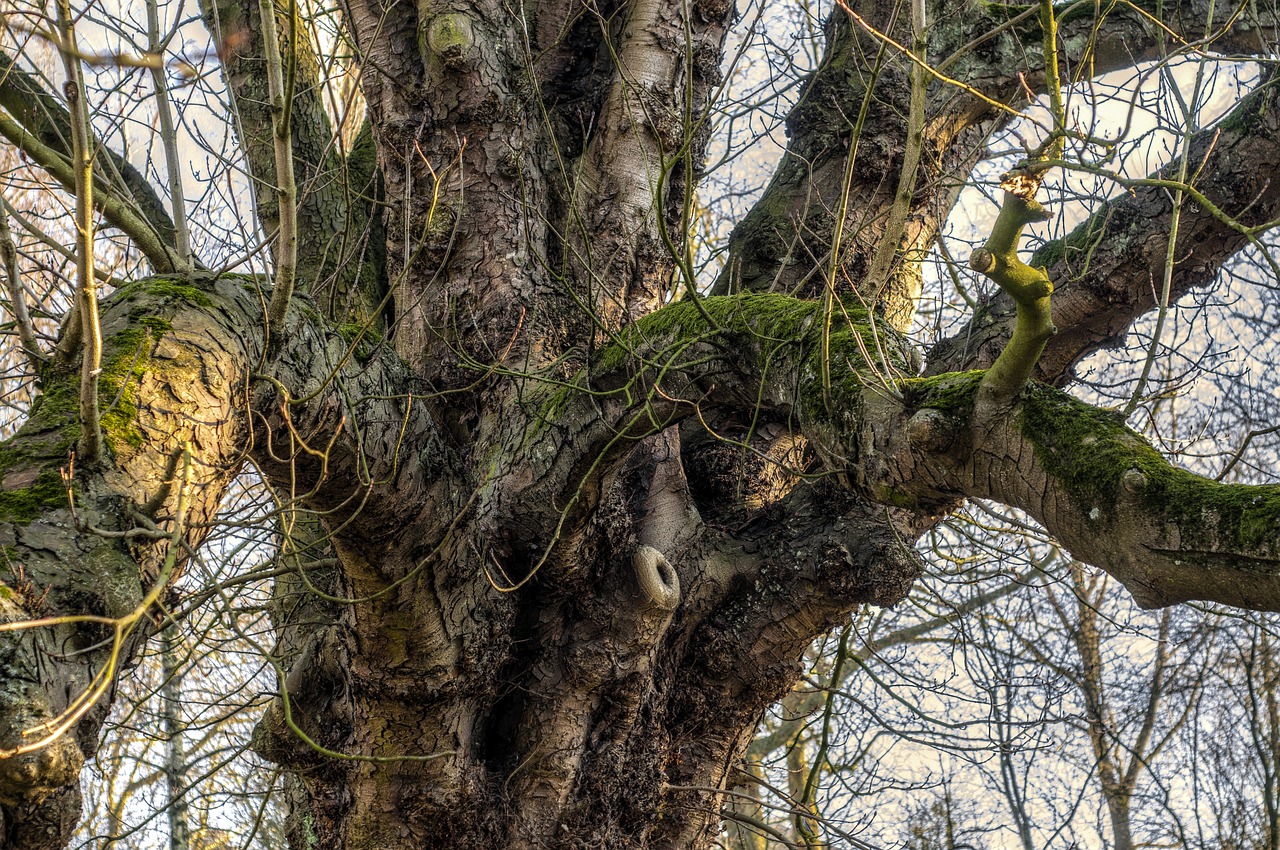 tree  trunk  branch free photo