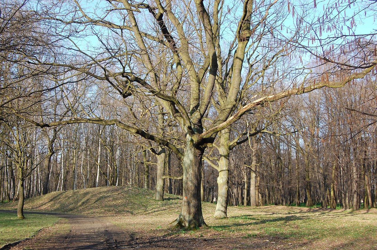 tree  spring  march free photo