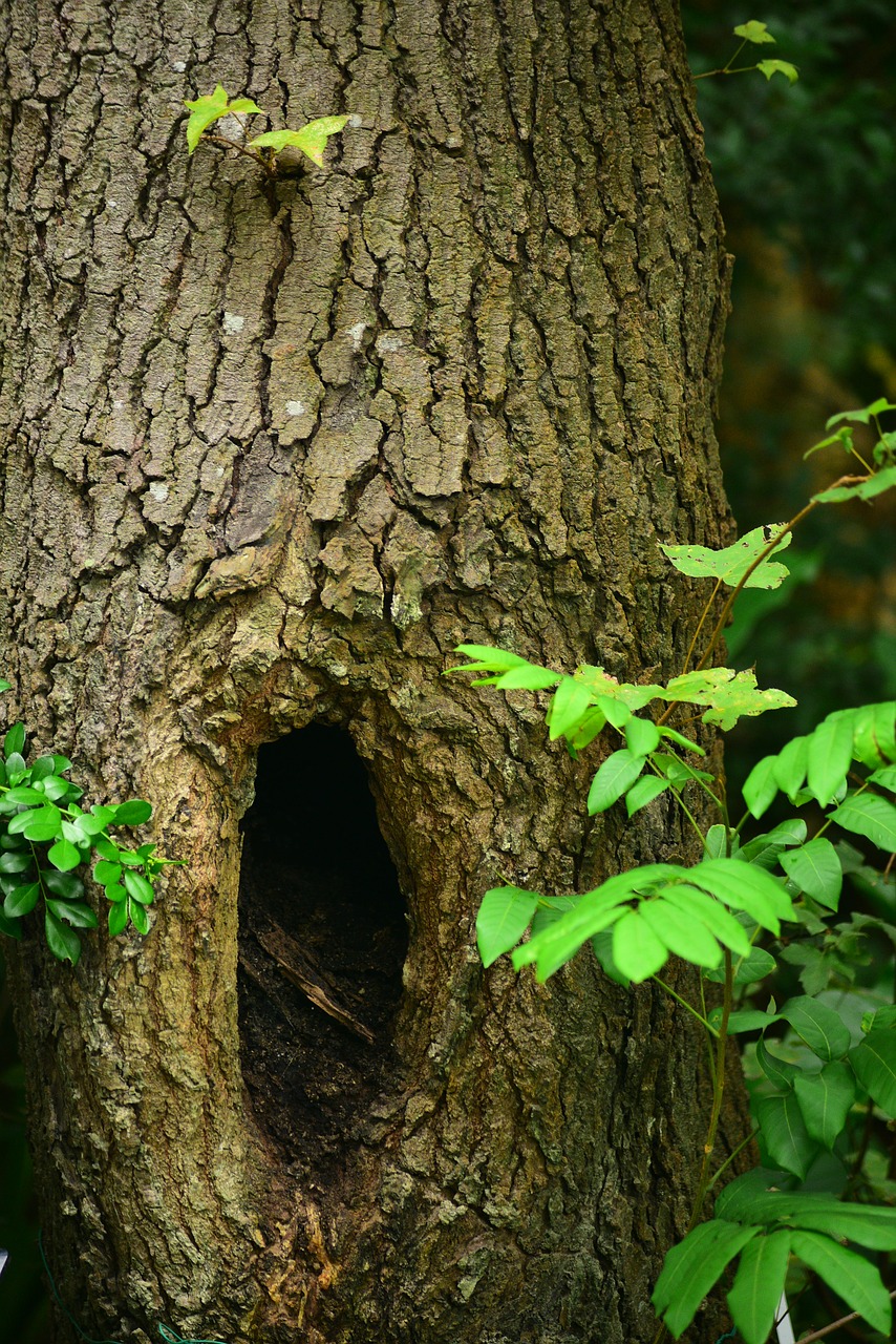 tree  trees  green leaf free photo