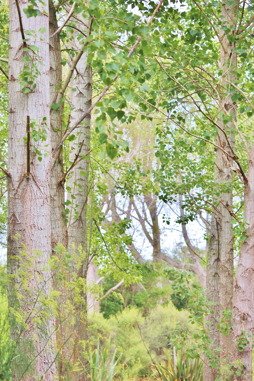 tree  forest  green free photo