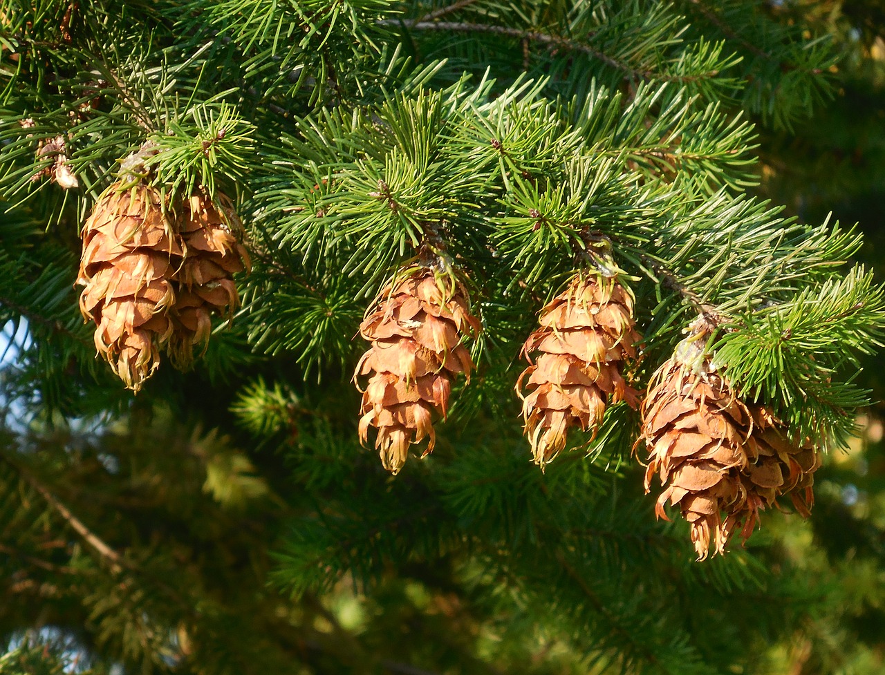 tree  cones  conifer free photo