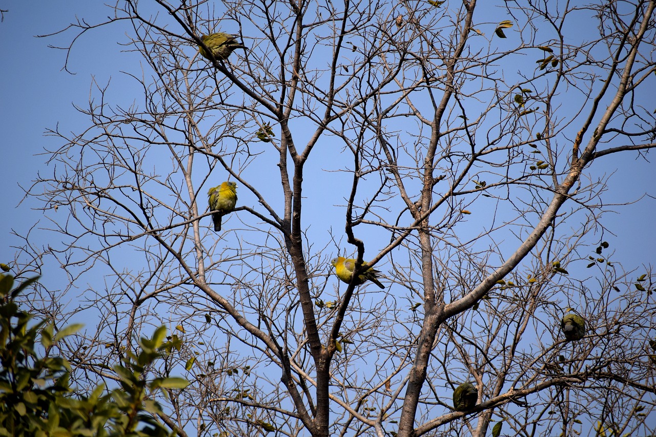 tree  branches  birds free photo