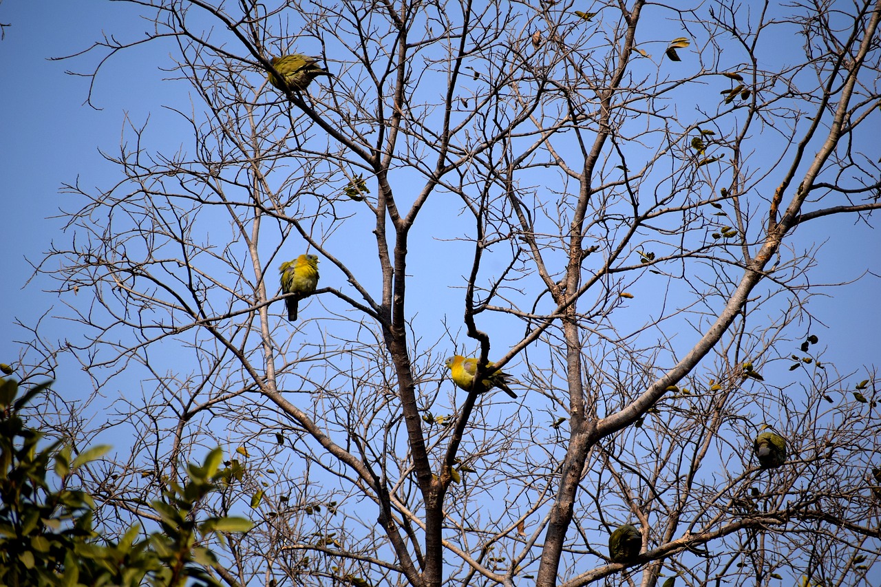 tree  branch  bird free photo