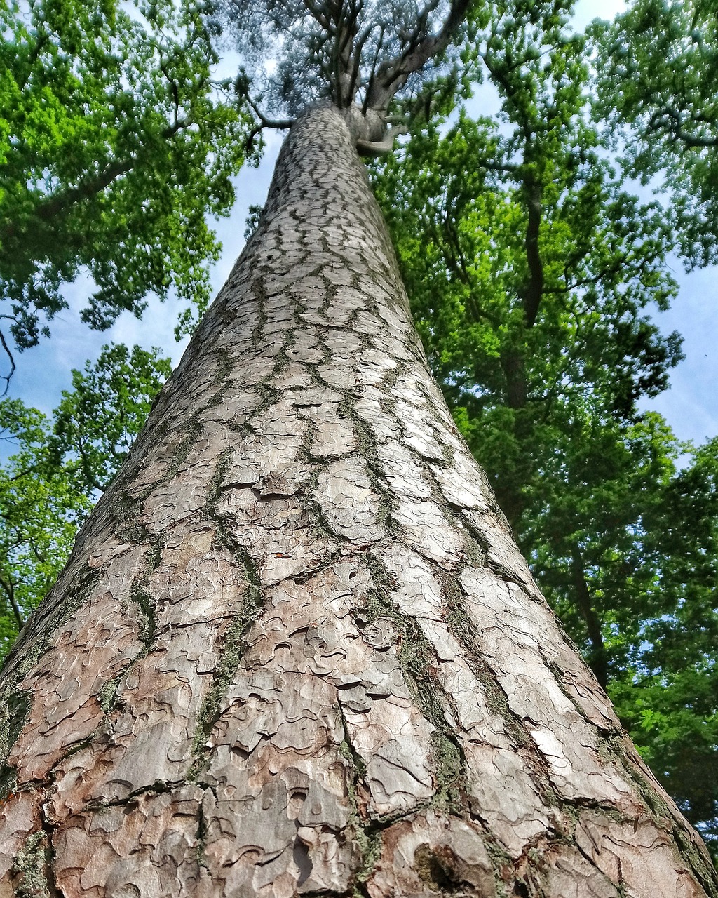 tree  bark  up free photo