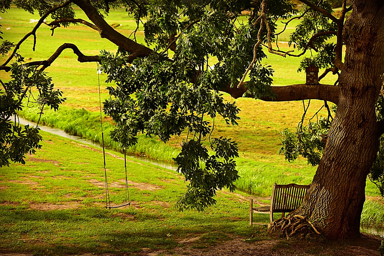 tree  bench  swing free photo