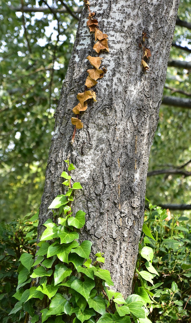 tree  trunk  ivy free photo