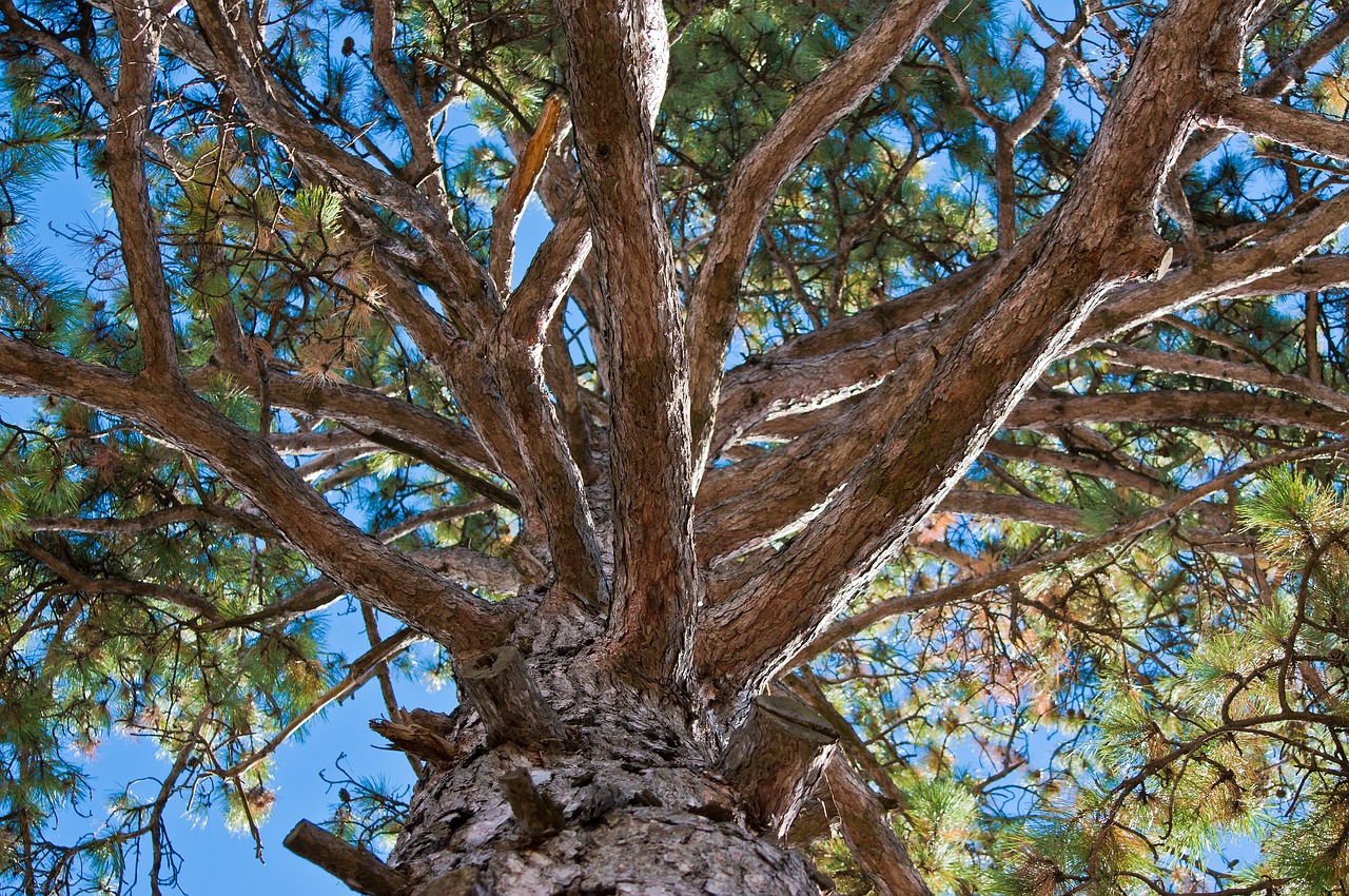 tree  fir tree  from the bottom free photo