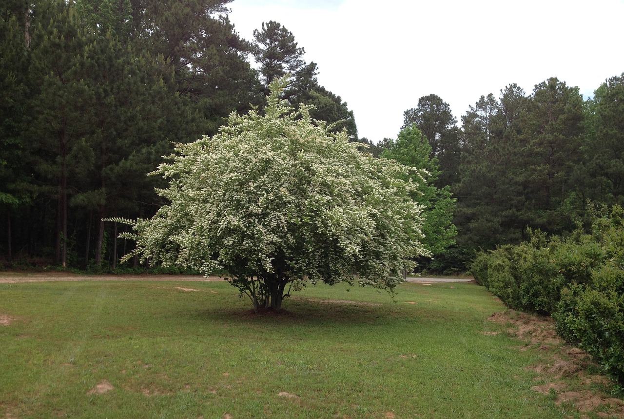 tree  flowering  spring free photo