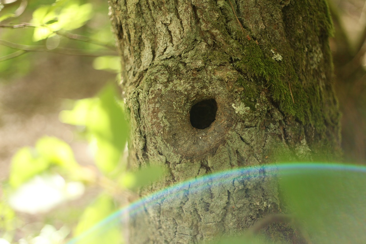 tree  nest  bird free photo