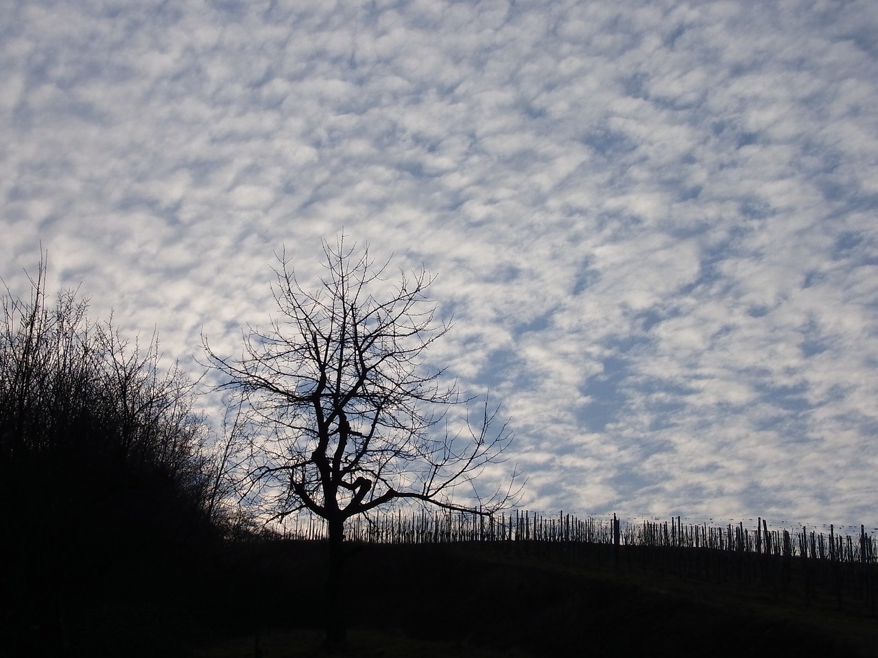 tree sky nature free photo