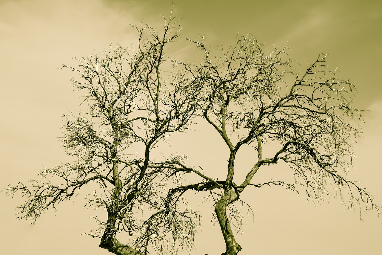 tree  branches  nature free photo