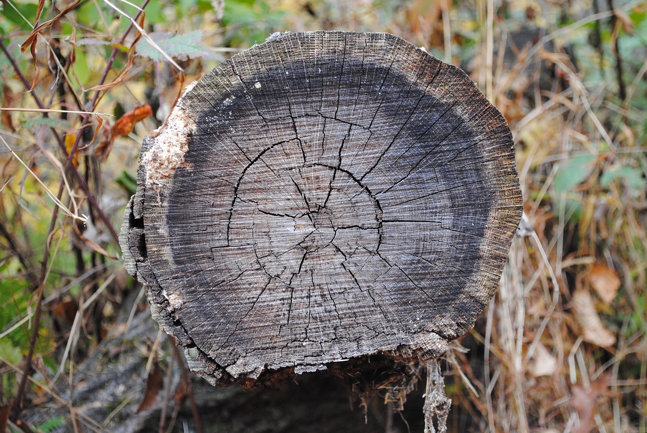 tree  trunk  nature free photo