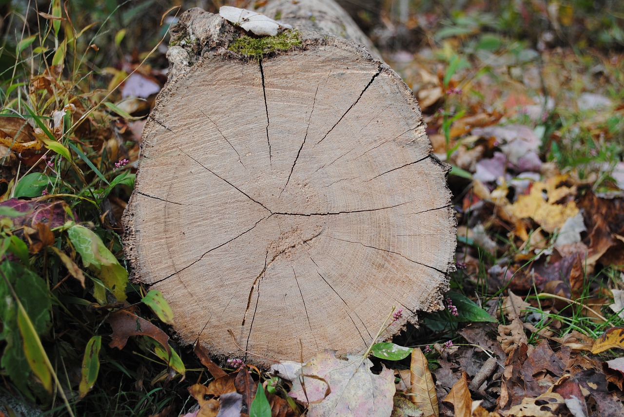 tree  trunk  wood free photo