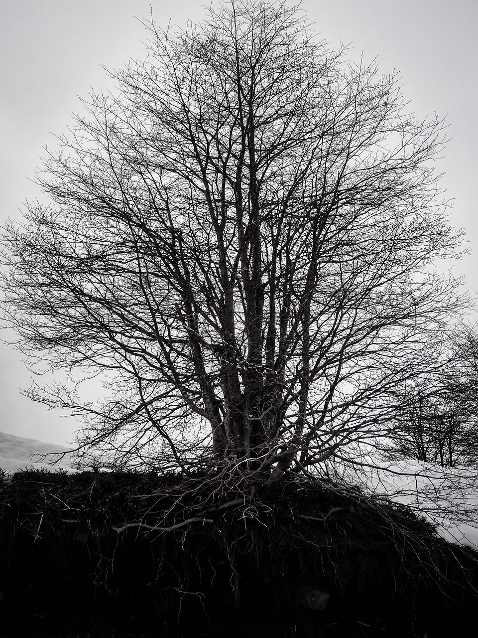 tree  cloud  landscape free photo