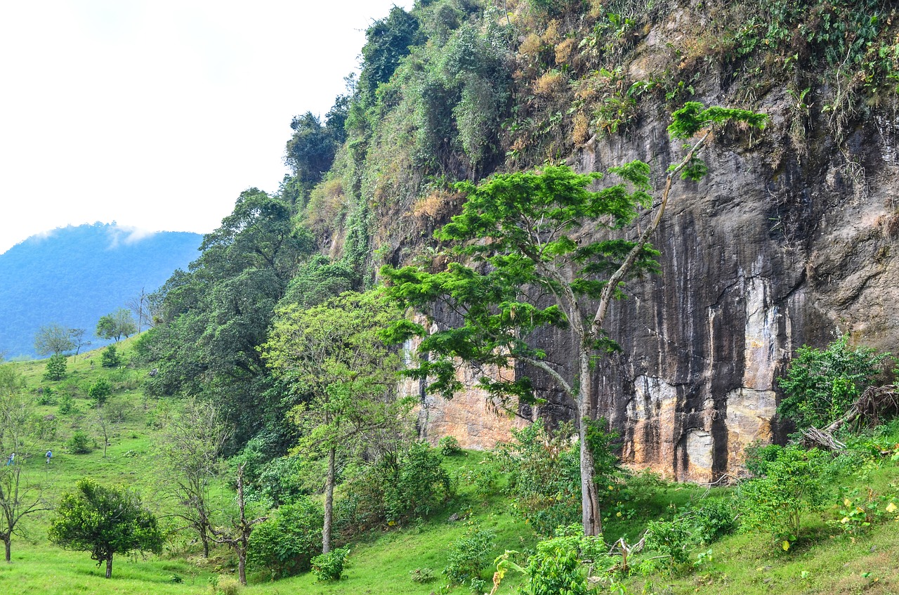 tree  rock  mountain free photo