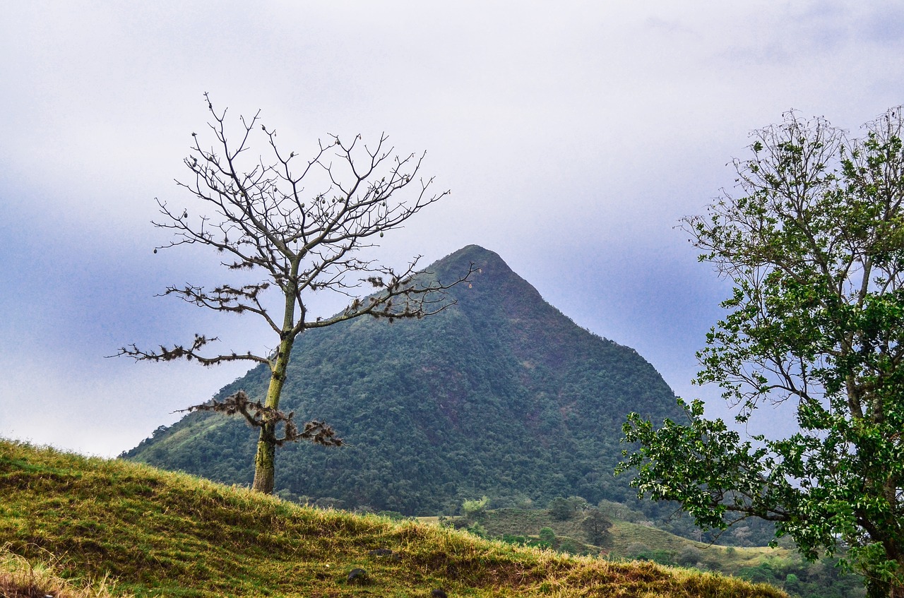 tree  pyramid  field free photo