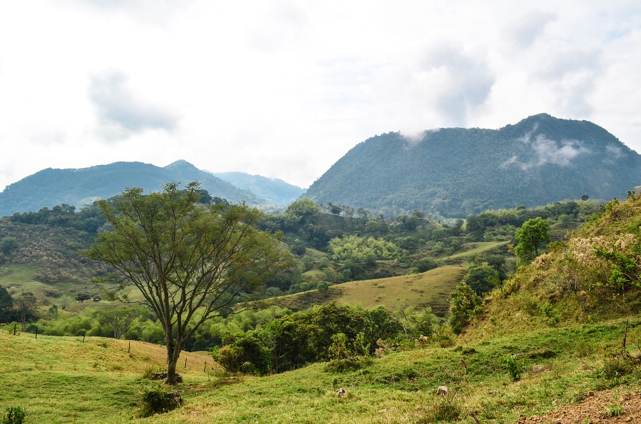 tree  mountain  field free photo