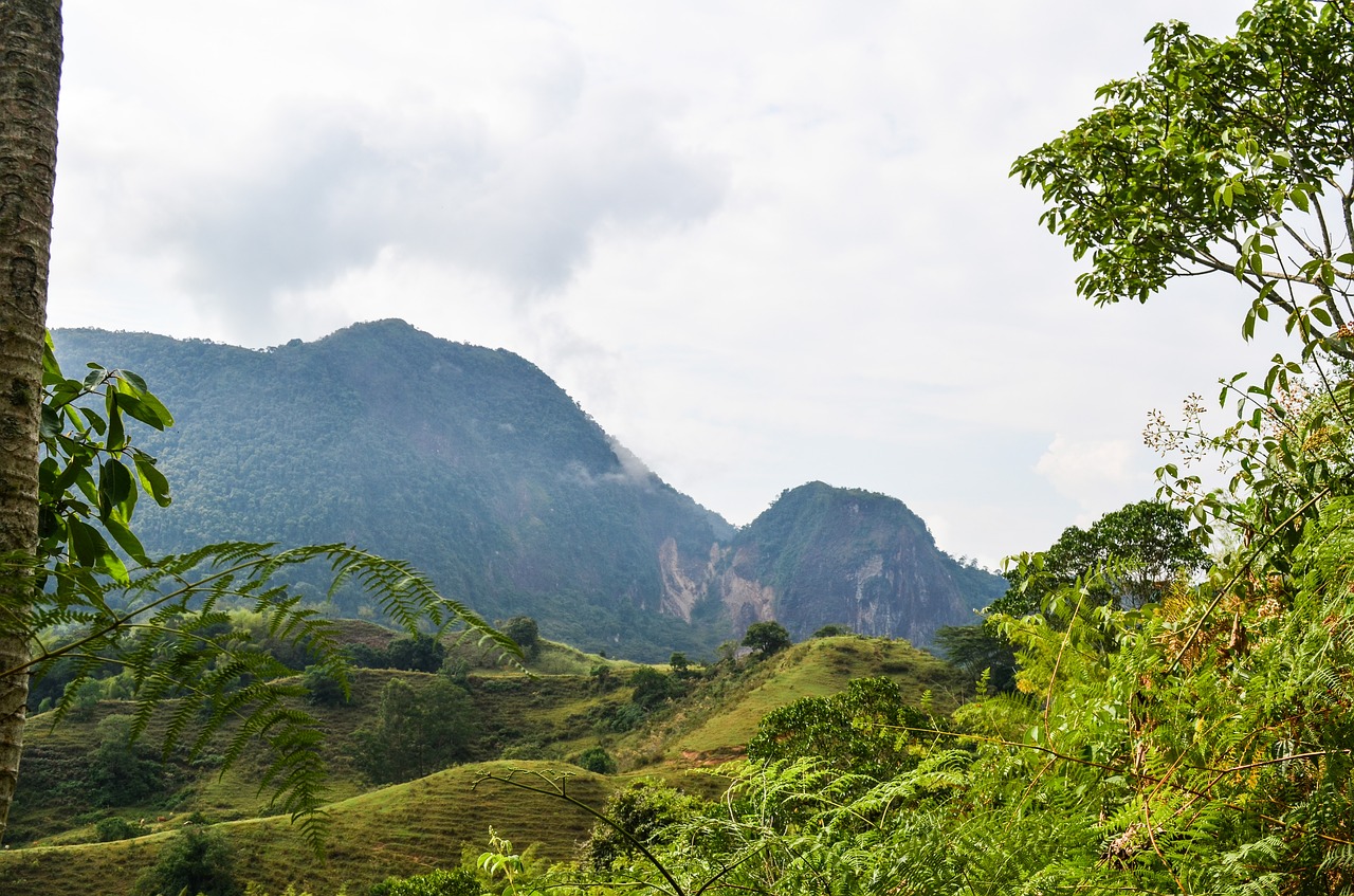 tree  field  mountain free photo