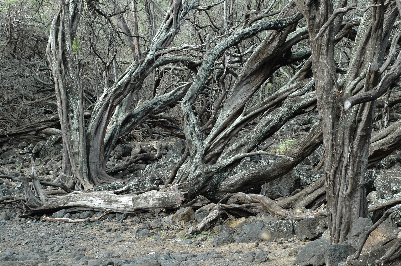 tree  hawaii  nature free photo