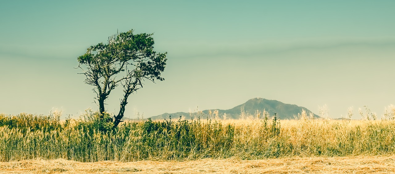 tree  landscape  nature free photo