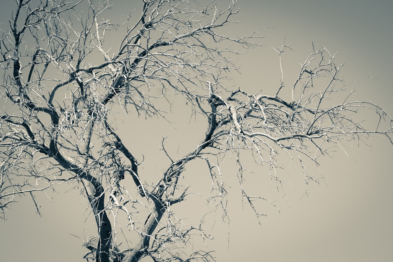 tree  branches  nature free photo