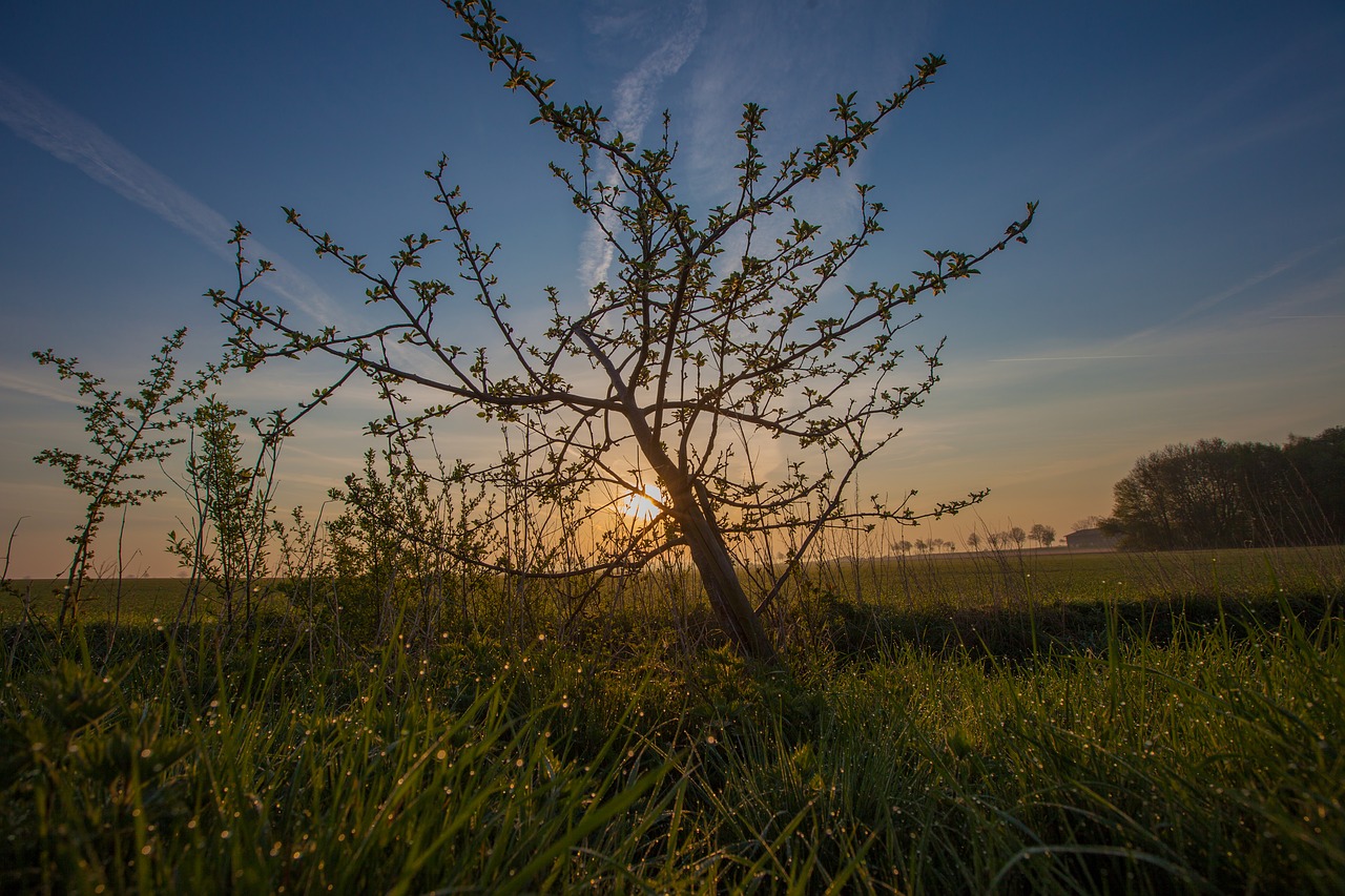 tree  landscape  nature free photo