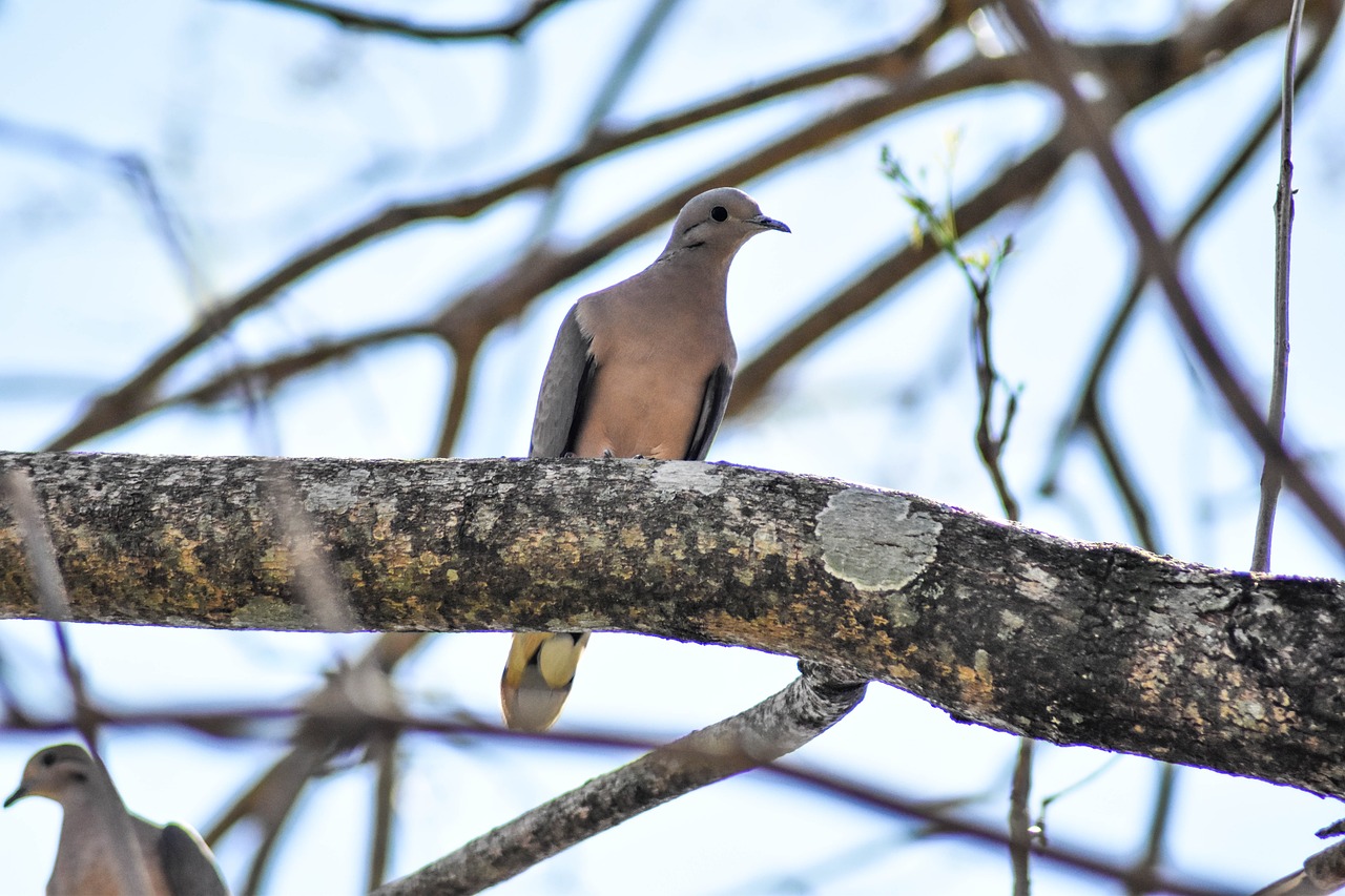 tree  bird  nature free photo