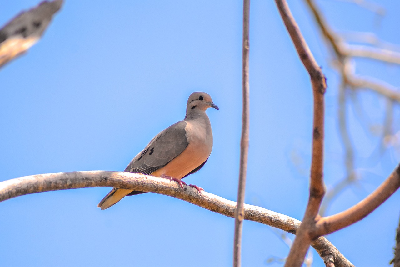 tree  bird  nature free photo