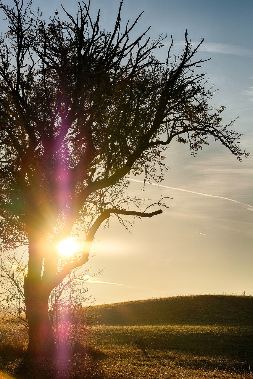 tree  sunbeam  sunrise free photo