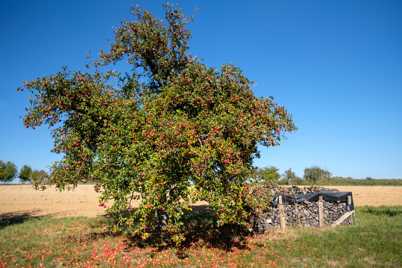 tree  autumn  fruit tree free photo