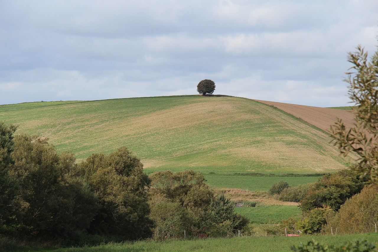 tree  hill  hilly free photo