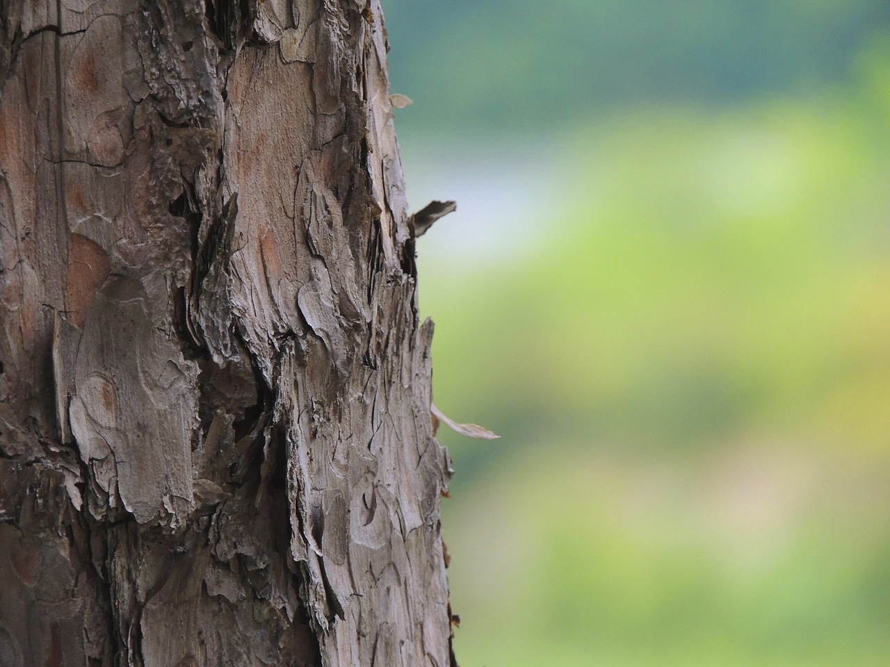 tree log wood free photo