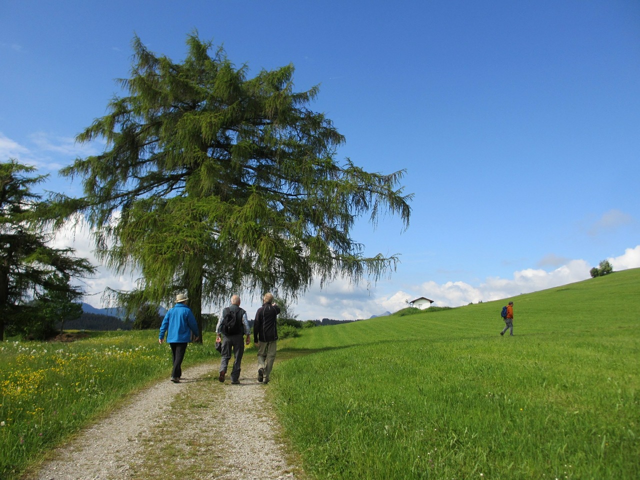 tree larch wanderer free photo