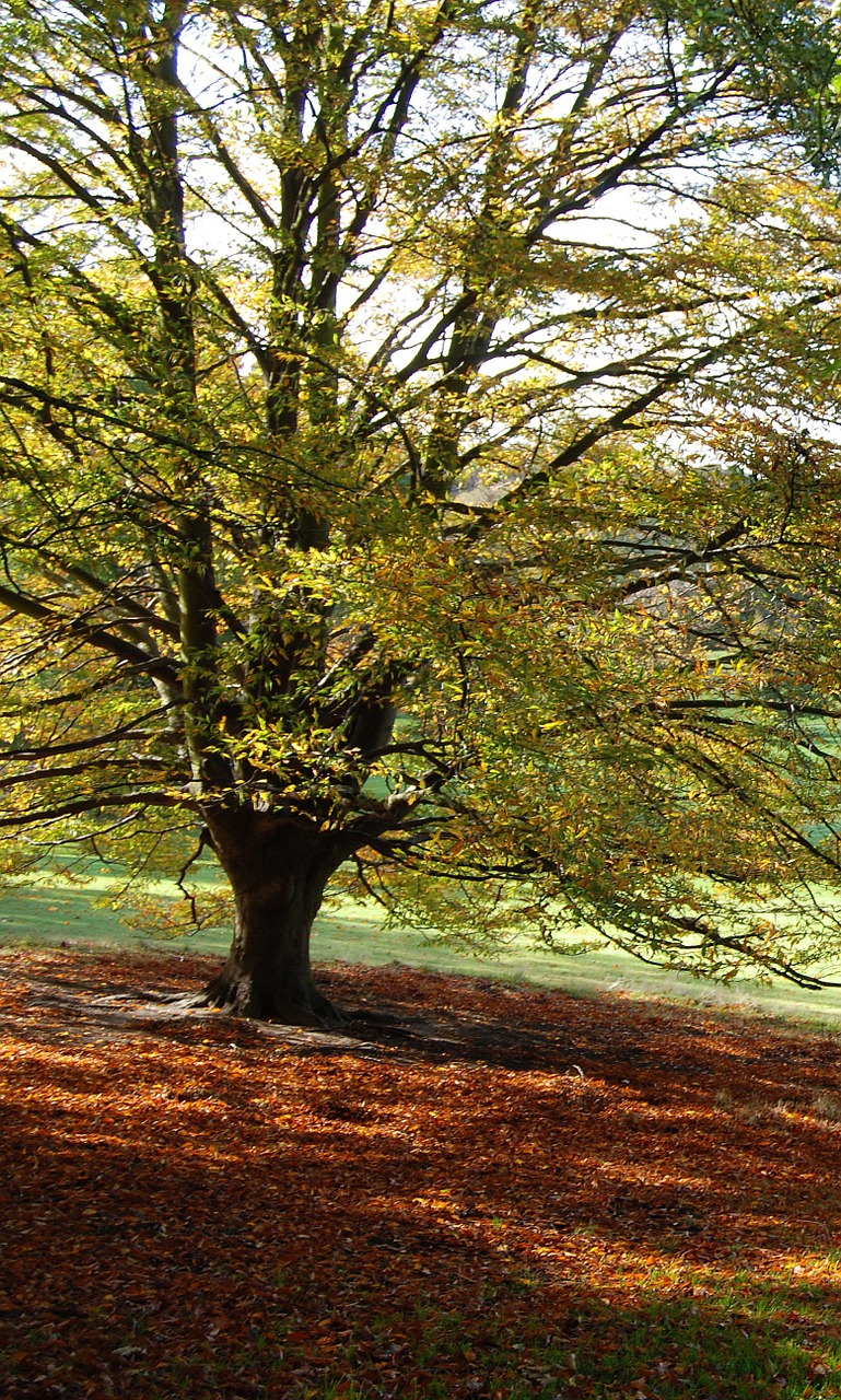 tree autumn fall free photo