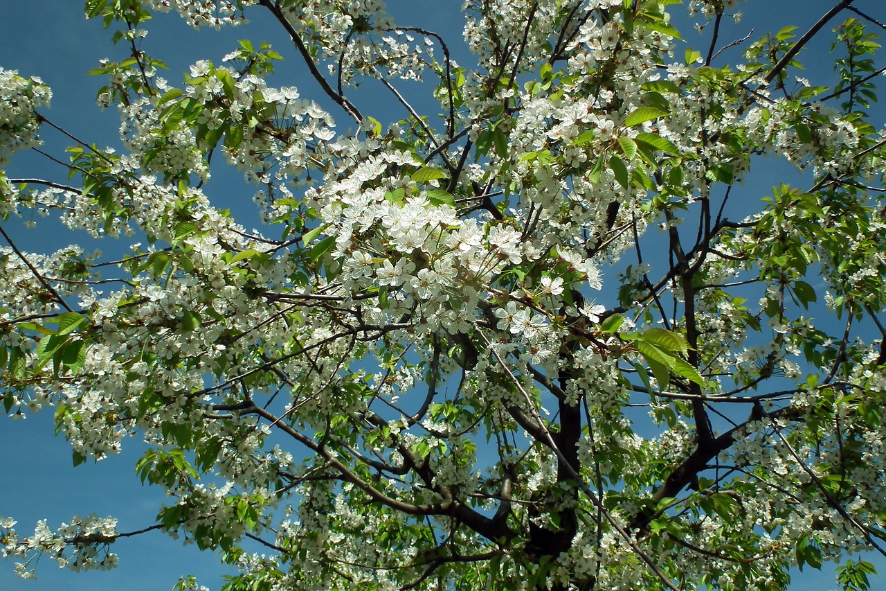 tree  cherry  flowers free photo