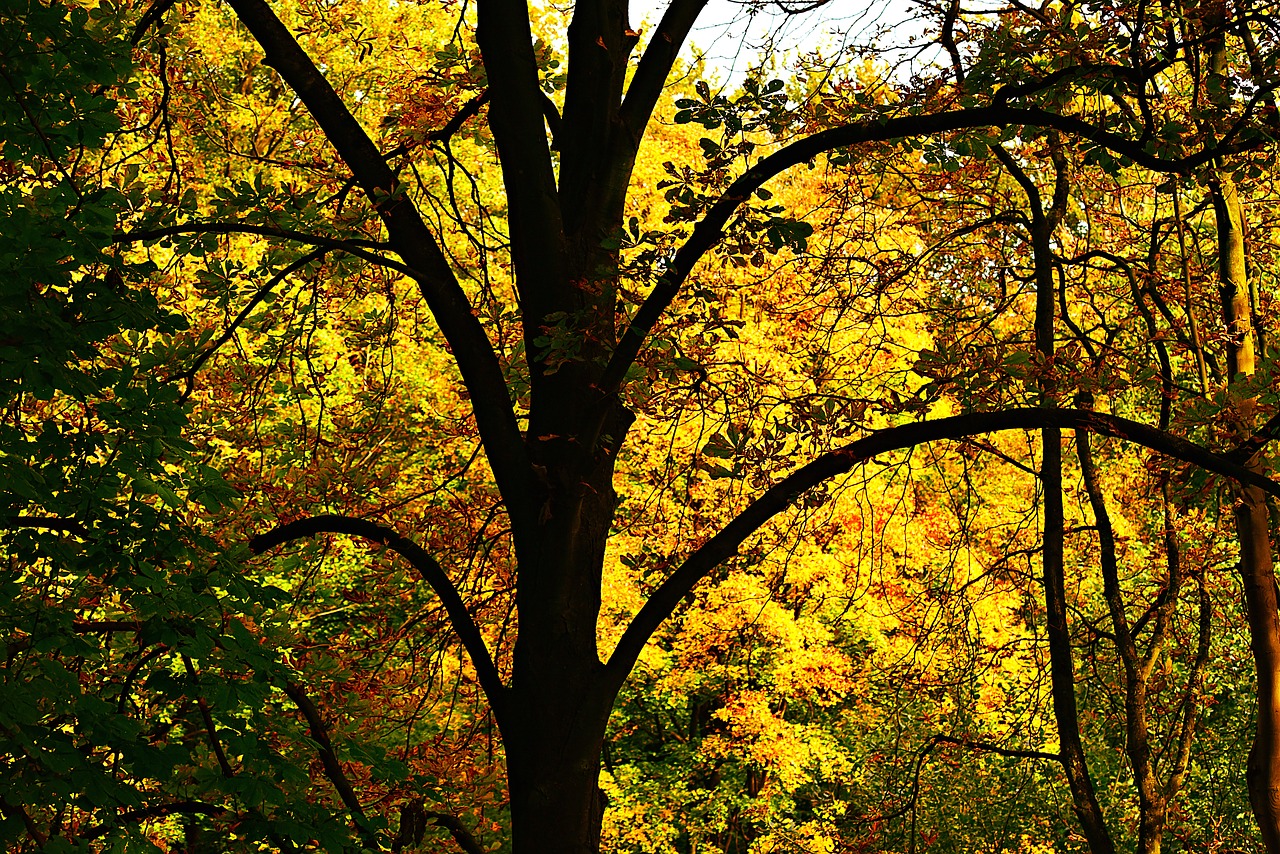 tree  trunk  branch free photo