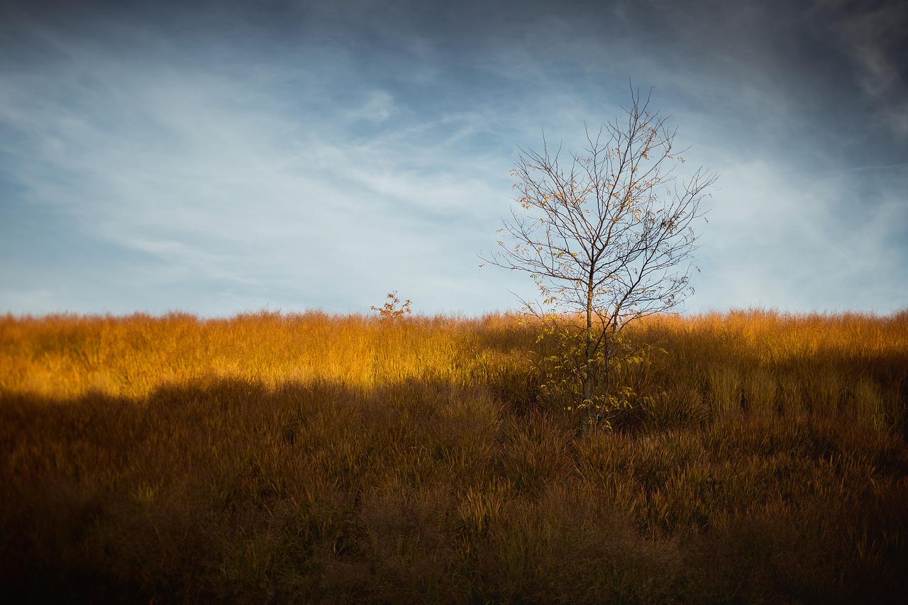 tree  lonely  landscape free photo