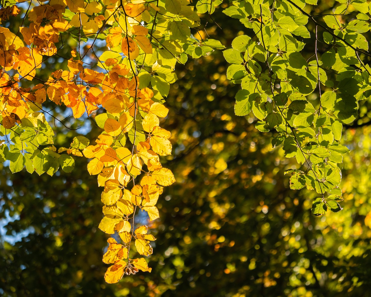 tree  branch  leaves free photo