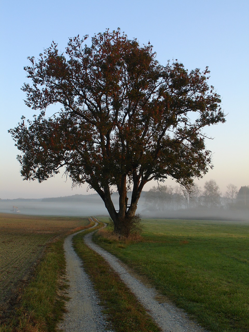 tree  away  fog free photo