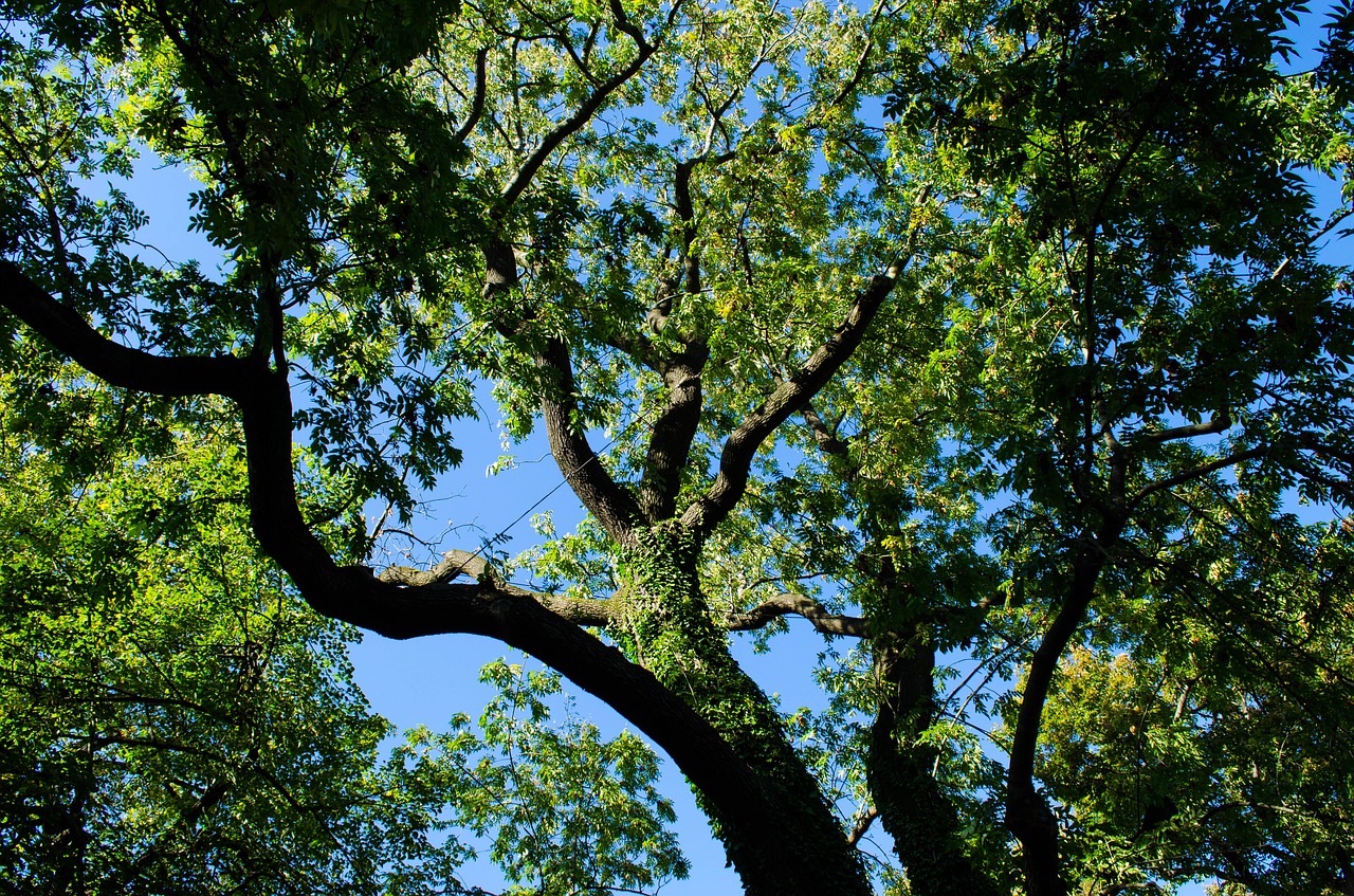 tree  green  nature free photo